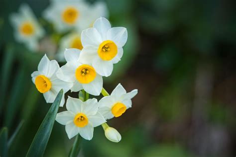 水仙 意味|水仙(スイセン)の花言葉と由来｜色・品種別・英語の 